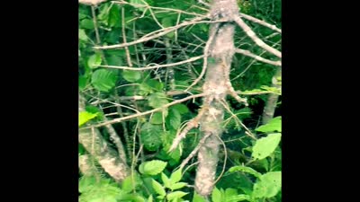Berry Picking with our Elders (Qutekcak Native Tribe and Chugach Heritage)