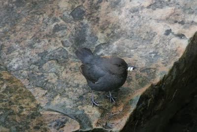 An American Dipper Story