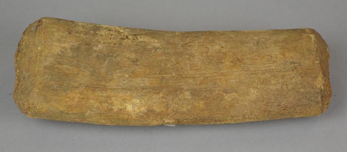 whale bone (fragment)
