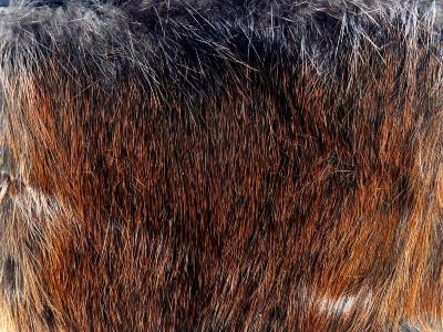 Beaver Fur